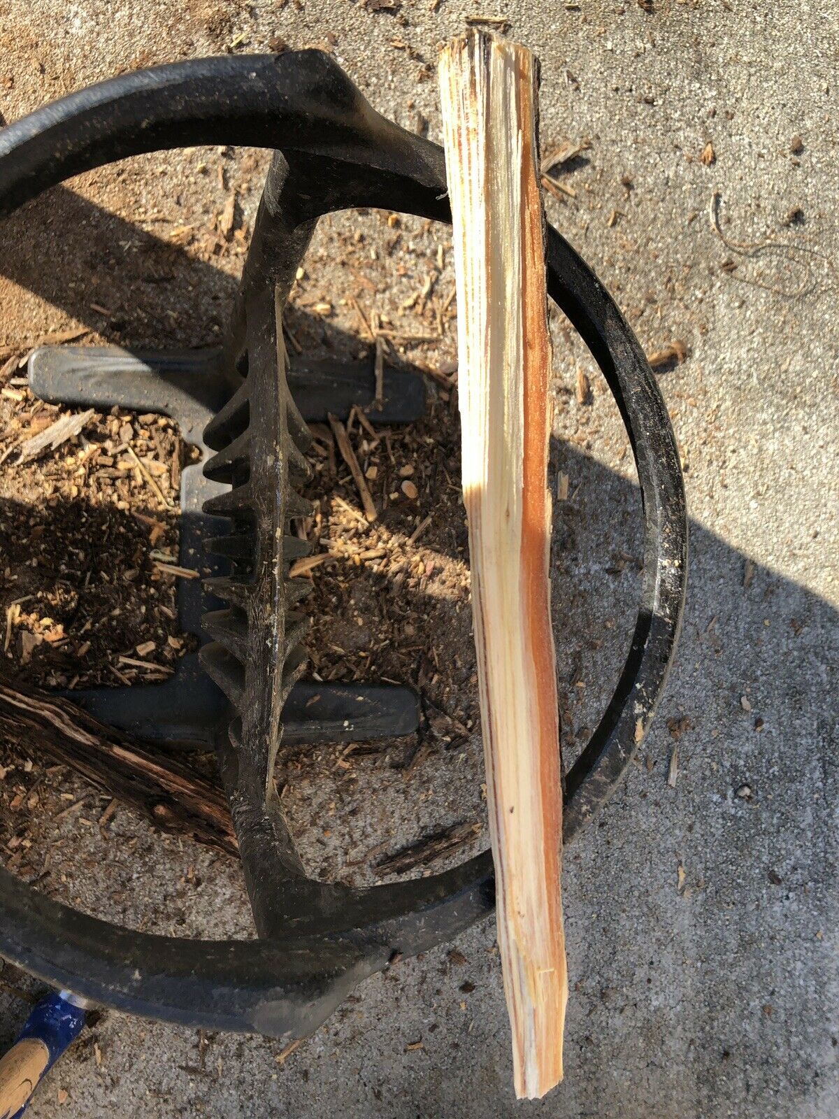 Fatwood, fat lighter, lighter wood, rich lighter, pine knot - Fresh Stock Dated December 2025