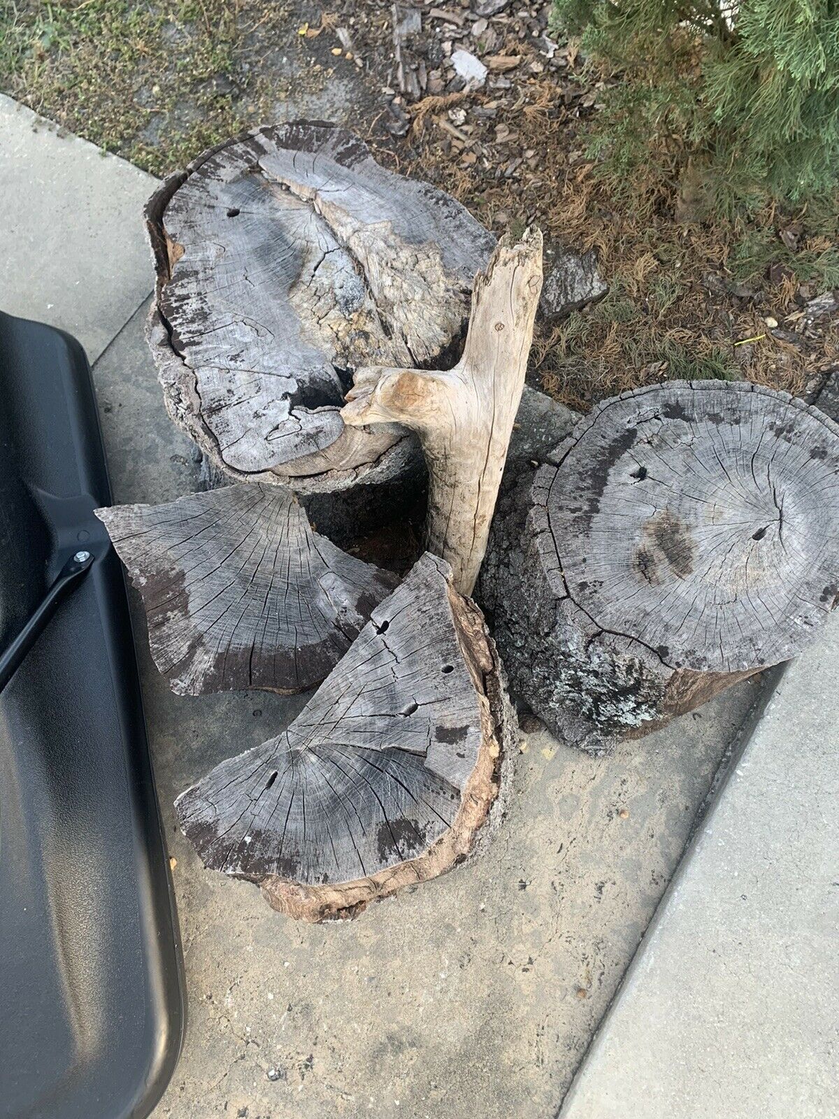 firewood - Fresh Stock Dated January 2026