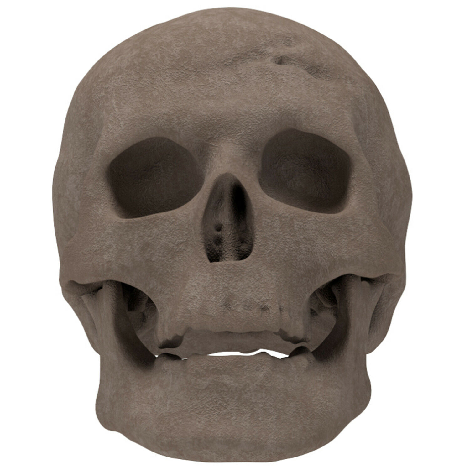 Regal Flame Human Skull Ceramic Wood Large Gas Fireplace Logs Logs for All Ty... - Fresh Stock Dated January 2026