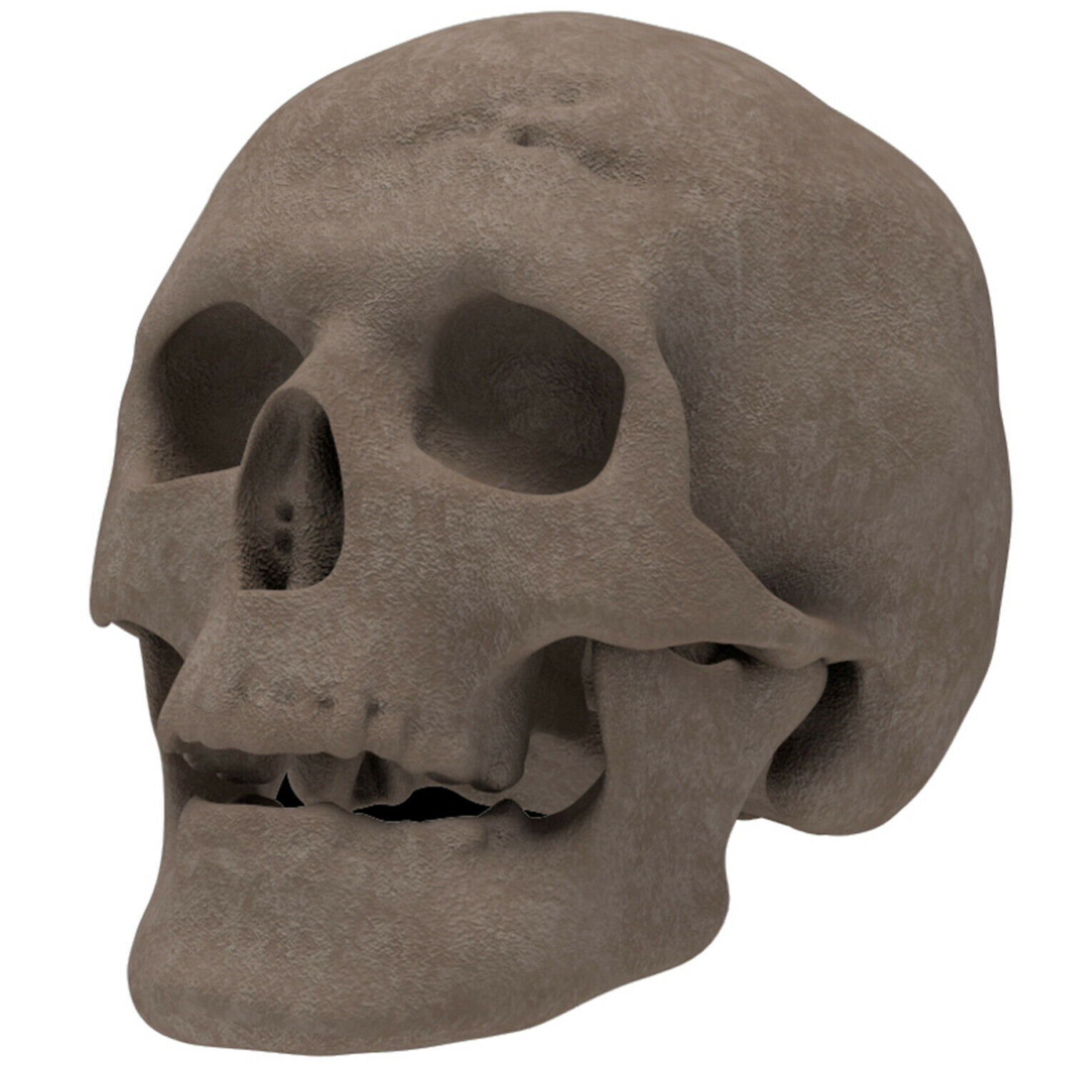 Regal Flame Human Skull Ceramic Wood Large Gas Fireplace Logs Logs for All Ty... - Fresh Stock Dated January 2026