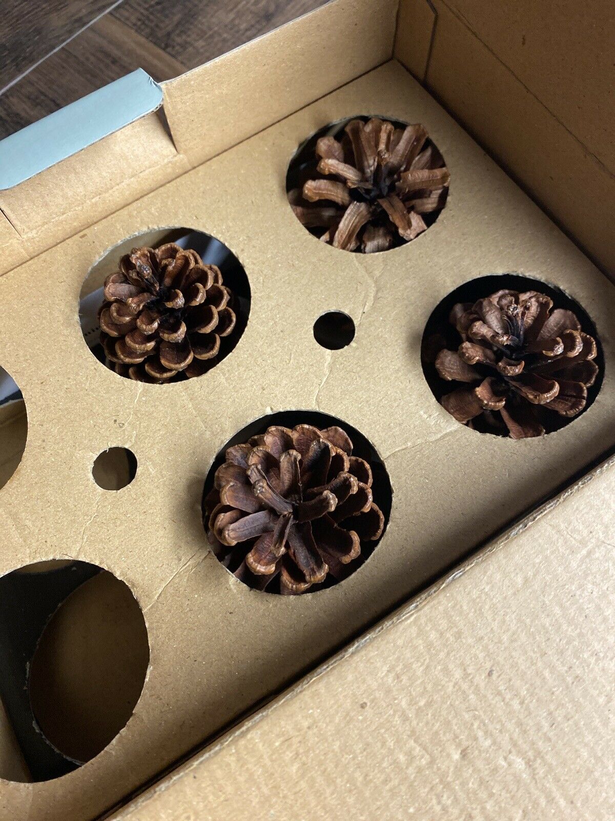 Restoration Hardware Set of 4 Large Wax Pine Cone Fire Starters Firestarters - Fresh Stock Dated December 2025