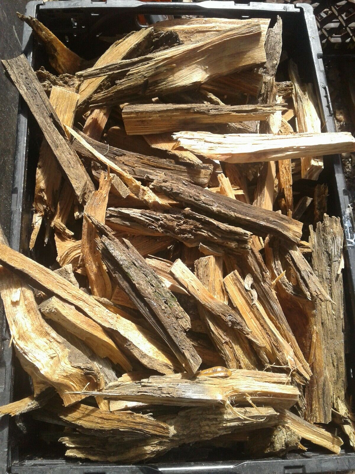 Fat Lighter Wood perfect for bug out bags, stashes, campers/RV, hiking, camping - Fresh Stock Dated December 2025