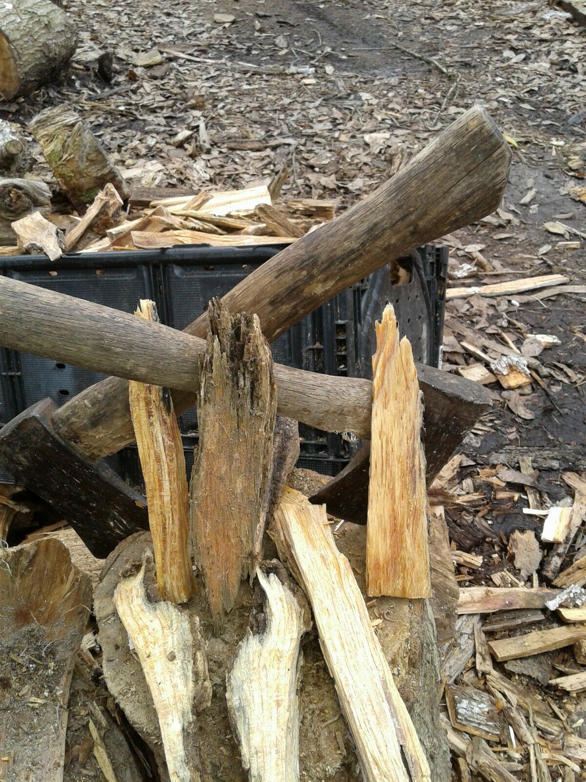 Fat Lighter Wood perfect for bug out bags, stashes, campers/RV, hiking, camping - Fresh Stock Dated December 2025