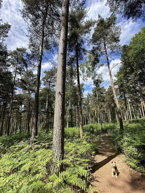 Legendary Winter Woods Fatwood Fire Starter Sticks, Gift Box, Kindling Wood, Cam - Fresh Stock Dated December 2025