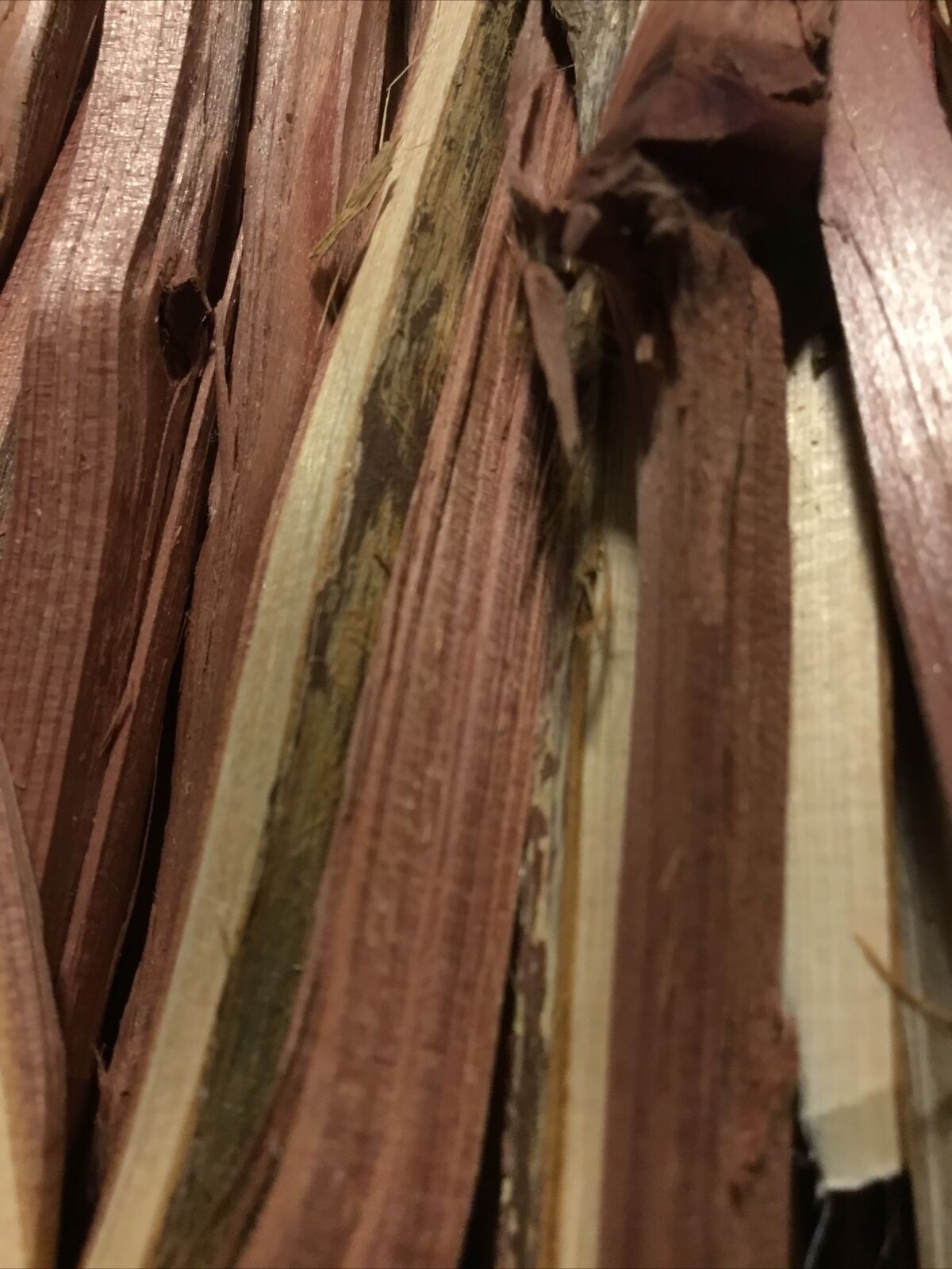 Handfull Of Cedar Wood Kindling GREAT FIRE STARTER Survival Camping - Fresh Stock Dated December 2025