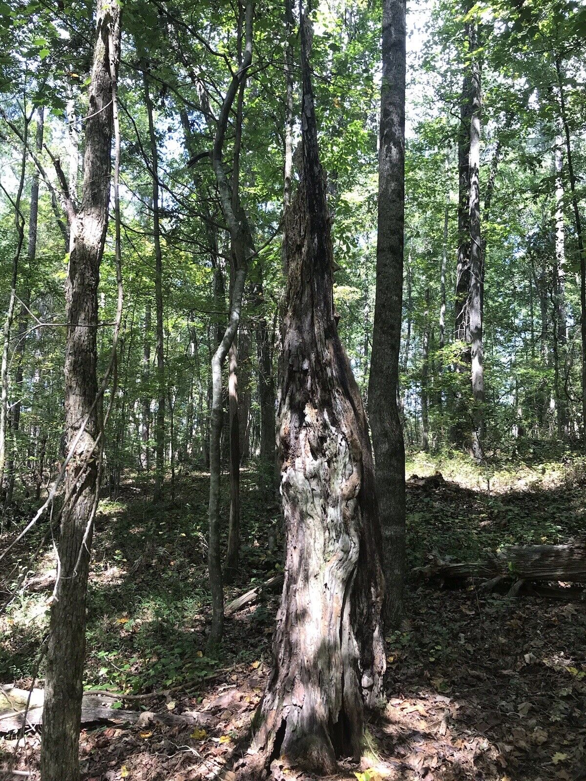 6+ lbs Georgia Fatwood Natural Fire Starter Kindling. - Fresh Stock Dated January 2026