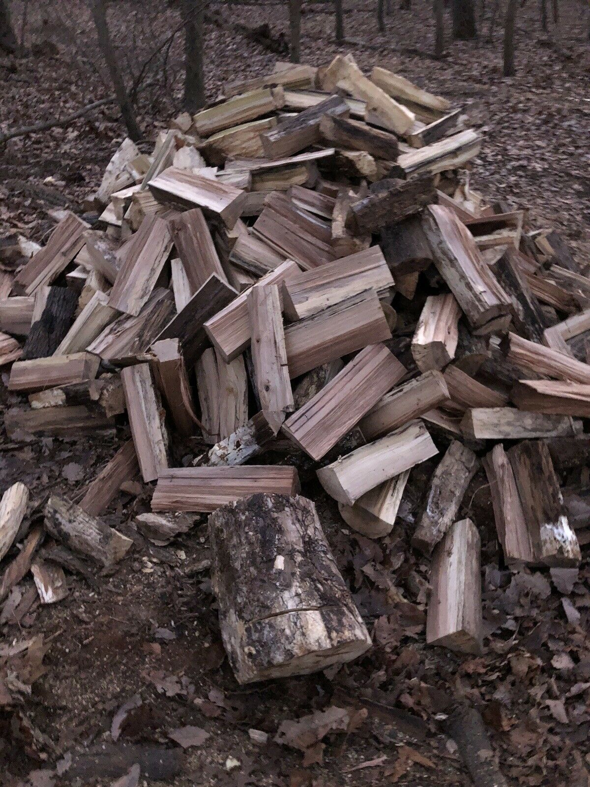 Firewood - Fresh Stock Dated January 2026
