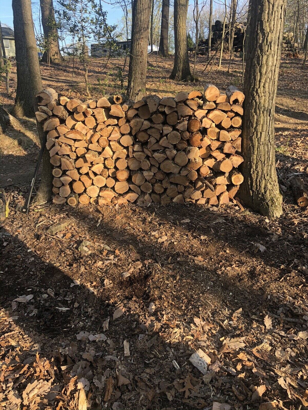 Firewood - Fresh Stock Dated January 2026