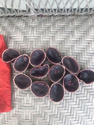 Yankee Kindle Candles Campfire Starter Fire Fireplace With Bag Rare 1 Dozen 12 - Fresh Stock Dated December 2025