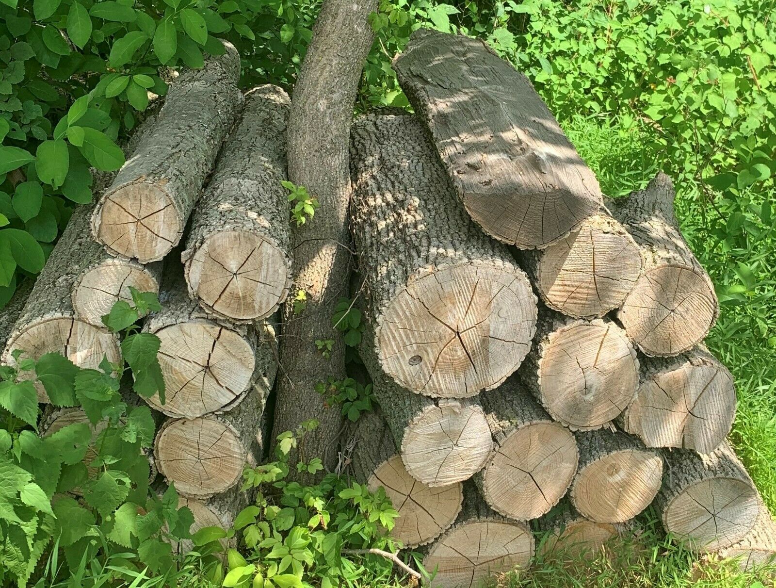 Firewood - Fresh Stock Dated January 2026
