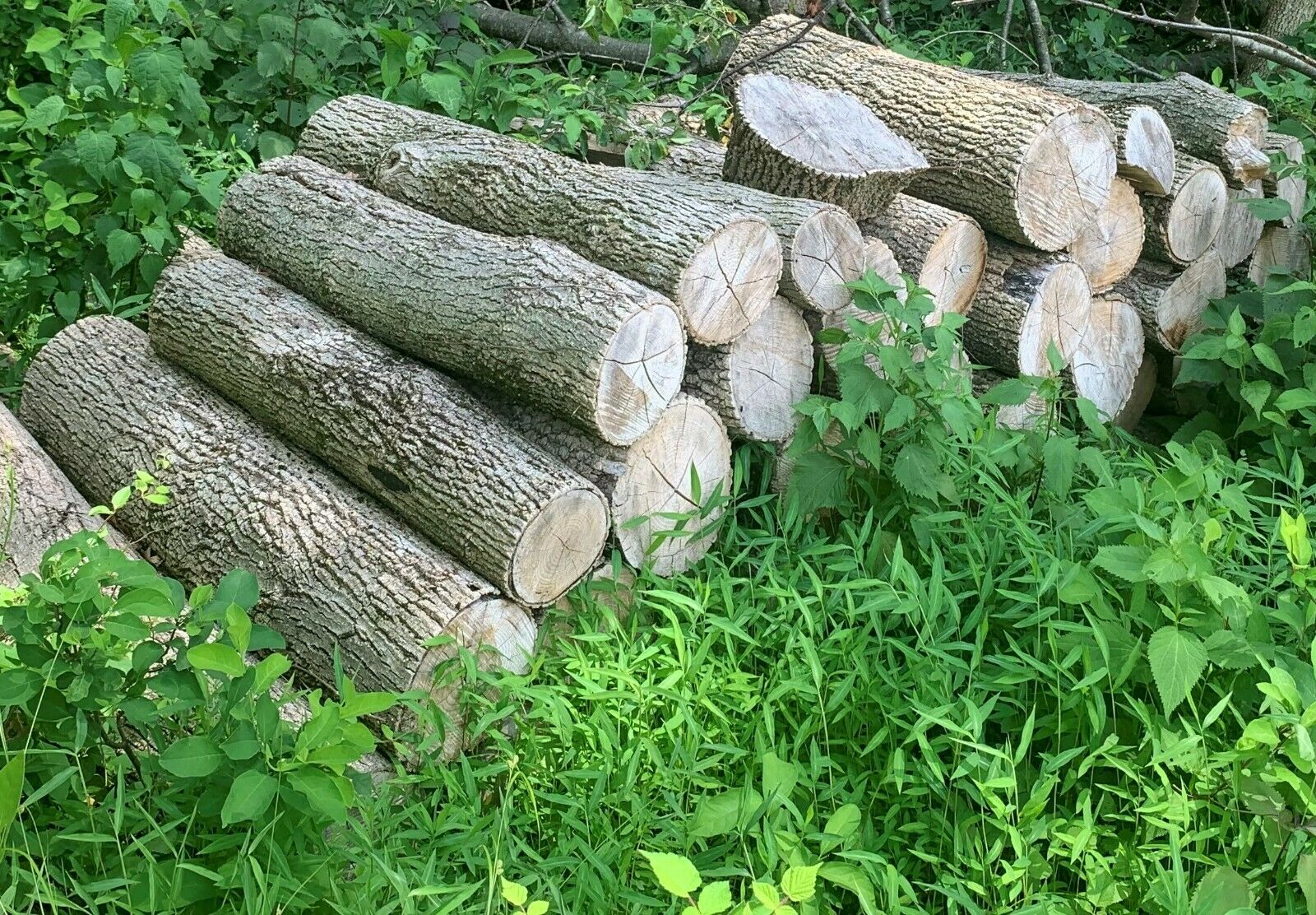 Firewood - Fresh Stock Dated January 2026