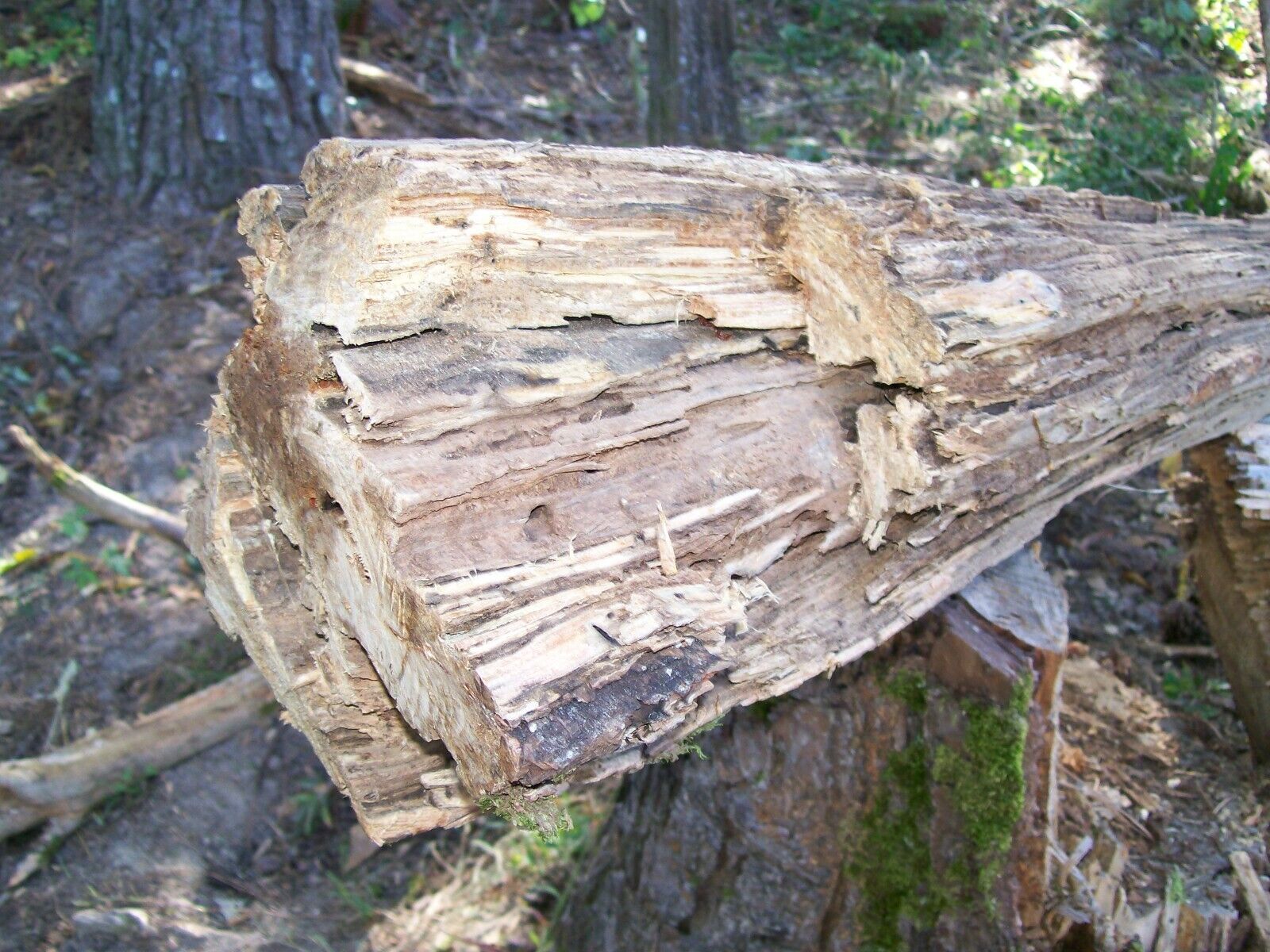 Alabama Heart Pine Fatwood Kindling Lighter Fire Starter 4 lb. Box Various Sizes - Fresh Stock Dated January 2026