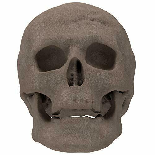 Regal Flame Human Skull Ceramic Wood Large Gas Fireplace Logs Logs for All Ty... - Fresh Stock Dated January 2026