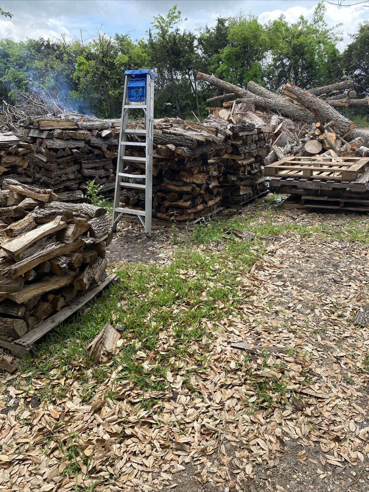 Fire Wood - Fresh Stock Dated December 2025