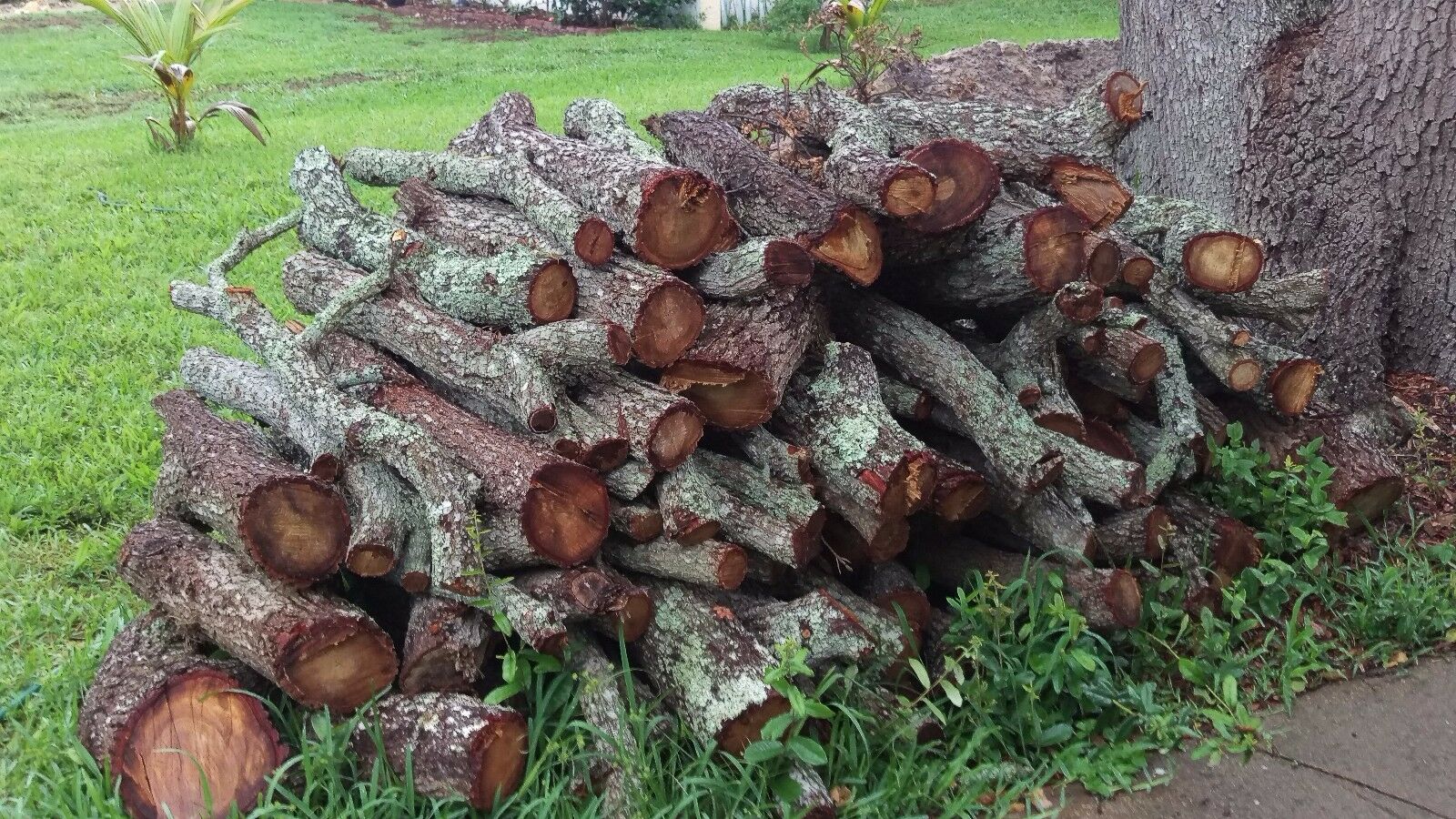 Oak fire wood for sale - Fresh Stock Dated December 2025