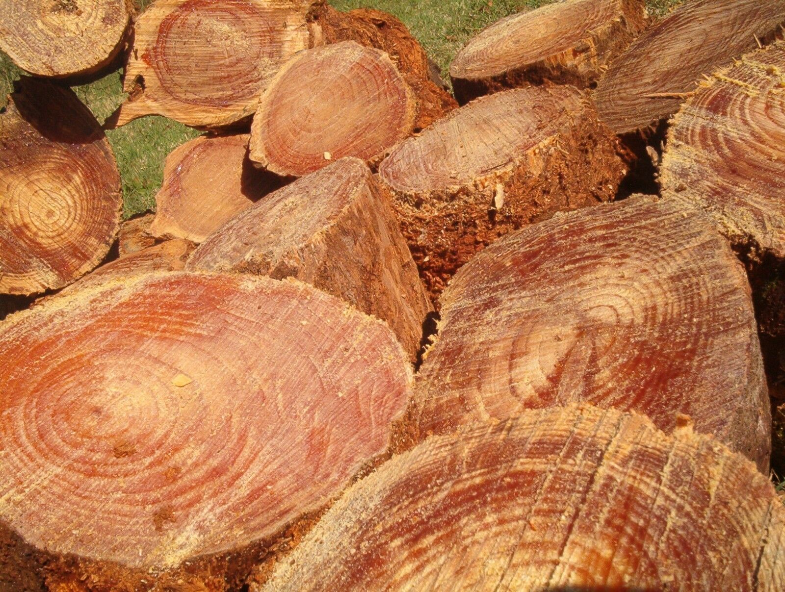 Fat lighter Kindling Fire Starters Fatwood Splints 3 Lb.+ Of Wood *FREE MAILING* - Fresh Stock Dated December 2025