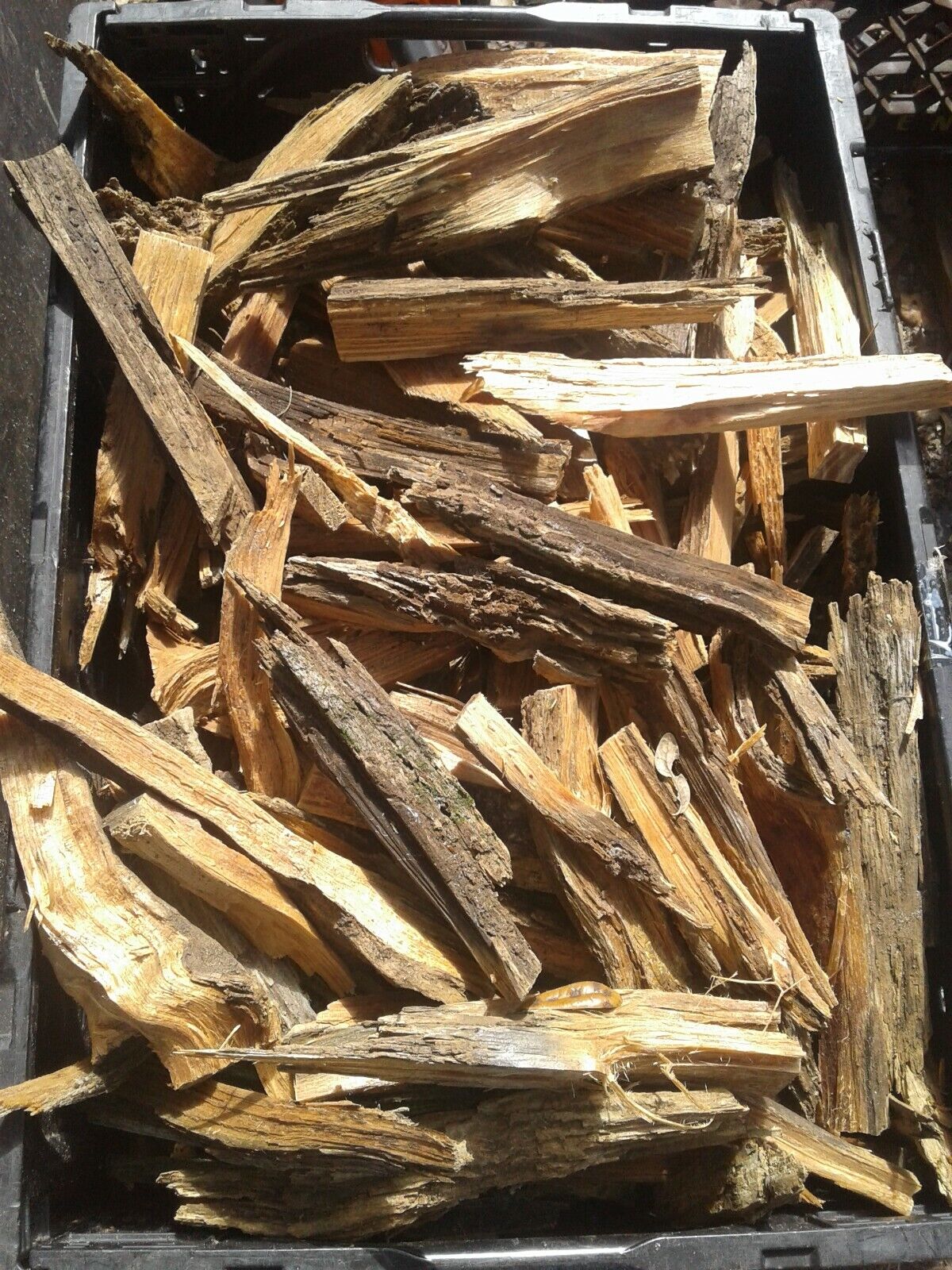 Fat Lighter Wood perfect for bug out bags, stashes, campers/RV, hiking, camping - Fresh Stock Dated January 2026