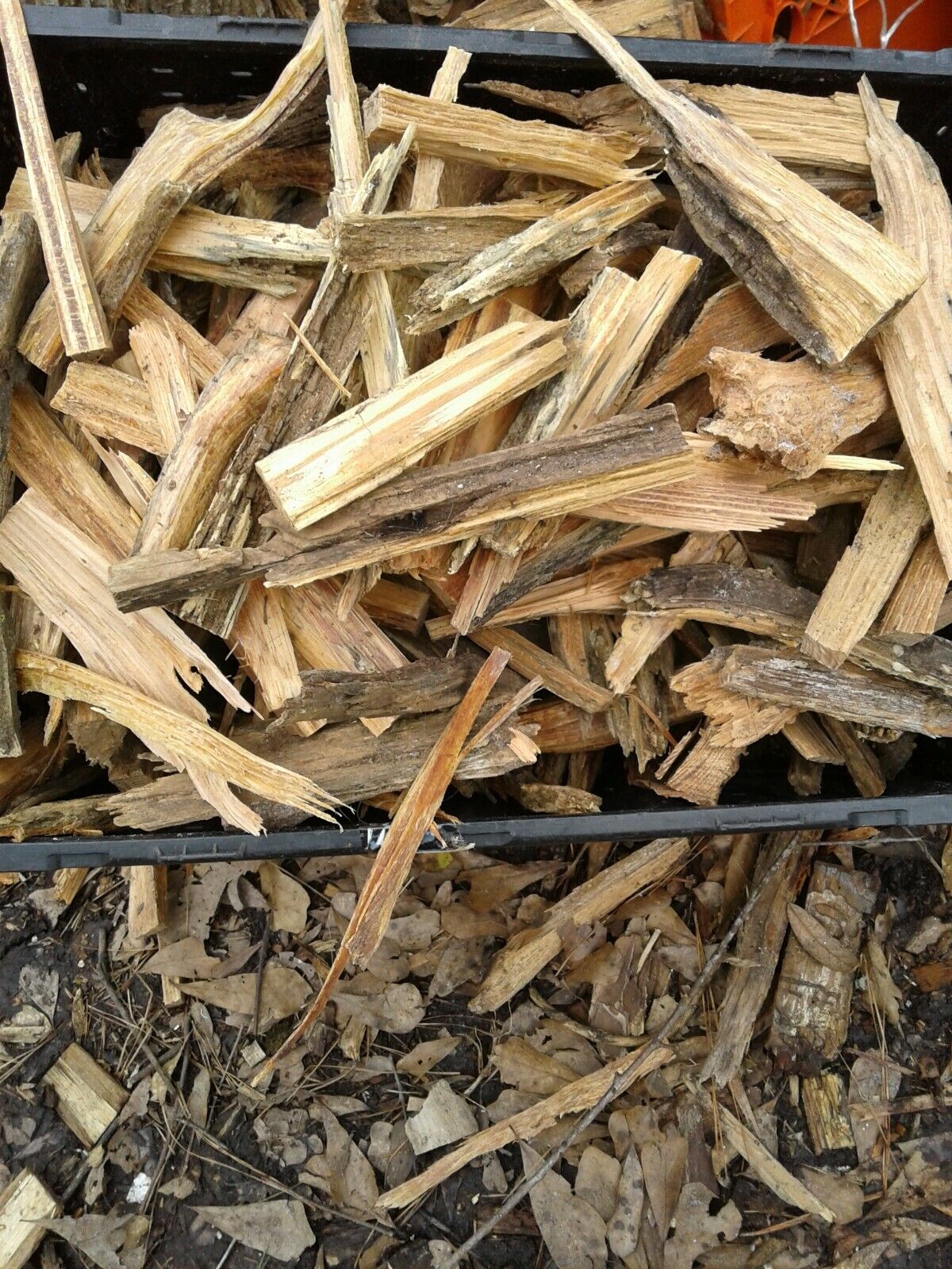 Fat Lighter Wood perfect for bug out bags, stashes, campers/RV, hiking, camping - Fresh Stock Dated January 2026