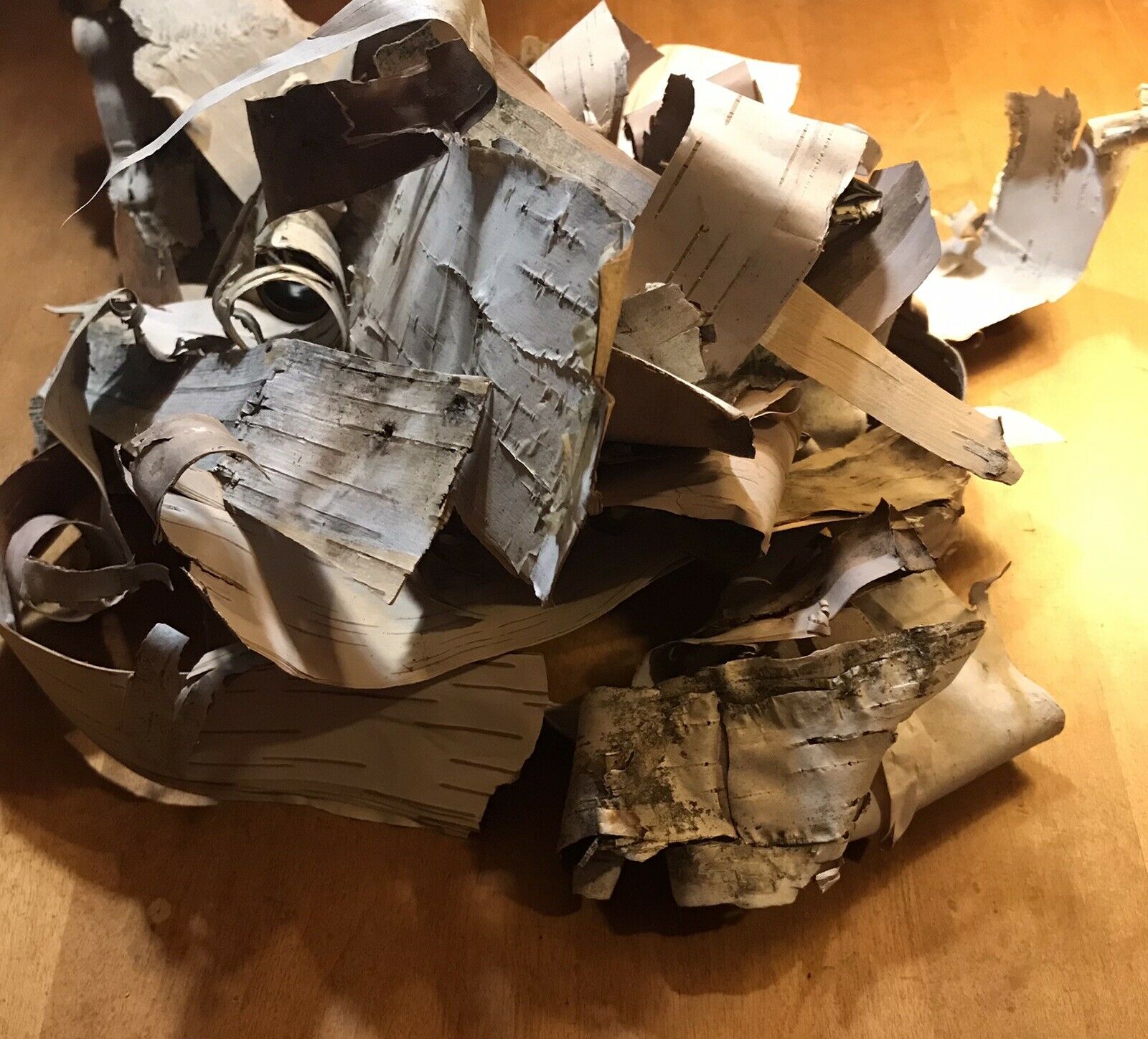 20 Pieces Of Dry Birch Bark - Fire Starter/ Arts and Crafts - Fresh Stock Dated January 2026