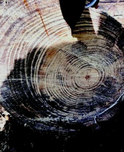 50lbs Of Louisiana Spice Fatwood  Disabled Veteran owned - Fresh Stock Dated December 2025