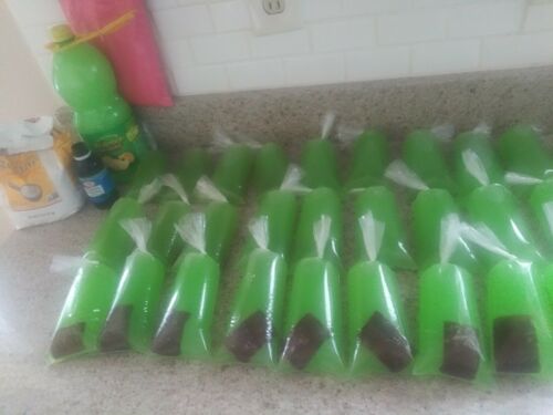 650 BOLSAS para HELADOS Bolis 8×26 Saborines bolsitas para hielitos plastic bags - Fresh Stock Dated January 2026