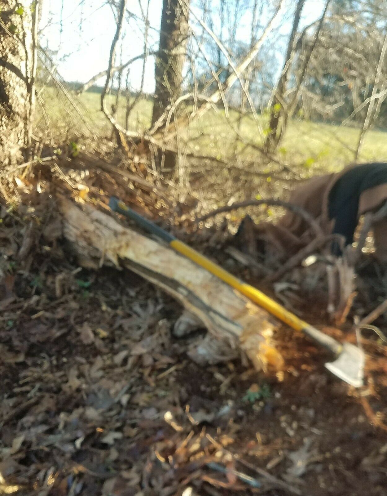 Pine Lighter Fat Lighter Fatwood Lighter Wood Kindling Fire High Resin - Fresh Stock Dated January 2026