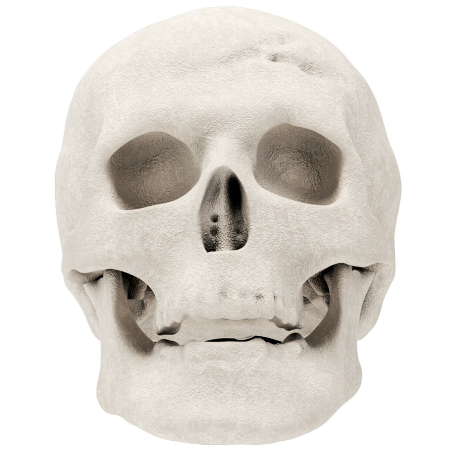 Regal Flame Human Skull Ceramic Wood Large Gas Fireplace Logs Logs for All Ty... - Fresh Stock Dated January 2026