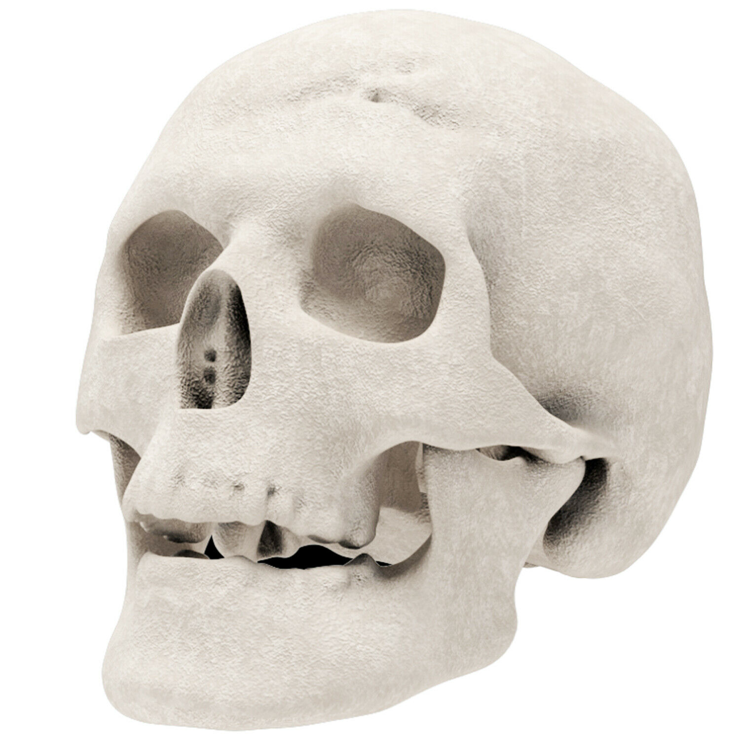 Regal Flame Human Skull Ceramic Wood Large Gas Fireplace Logs Logs for All Ty... - Fresh Stock Dated January 2026