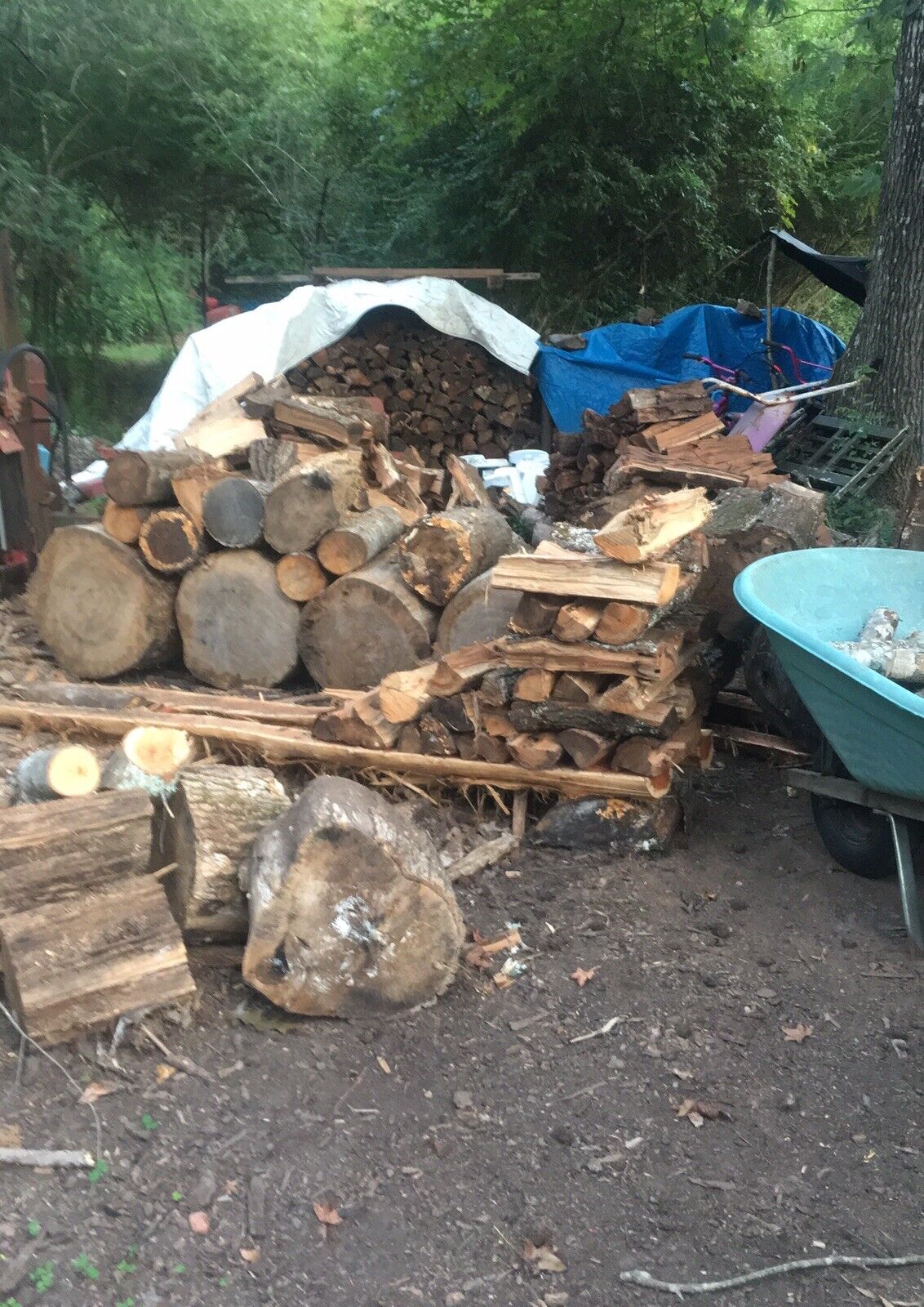 fire wood - Fresh Stock Dated January 2026