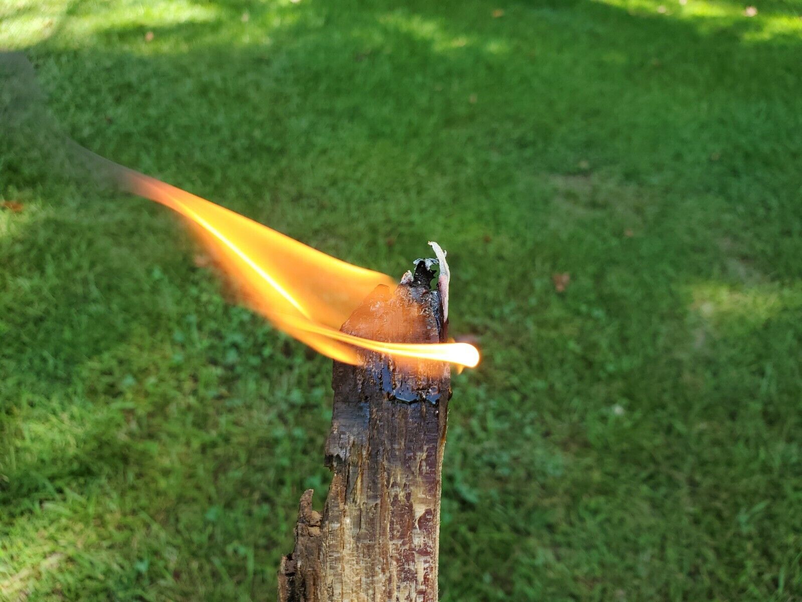 10lbs * High Grade * North Carolina Fatwood Pine Fire Starter Lighter Knot - Fresh Stock Dated January 2026