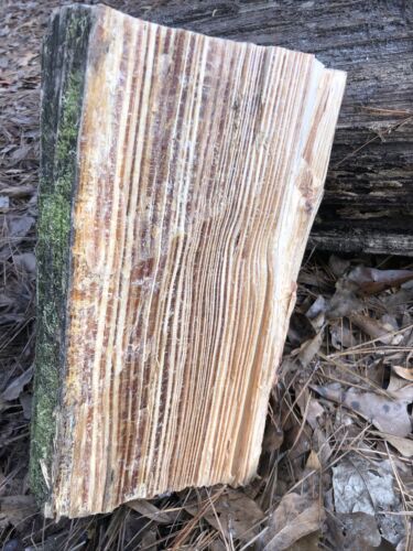 Disabled Veteran Fatwood, fat lighter, lighter wood South Louisiana Spice 10lbs! - Fresh Stock Dated December 2025