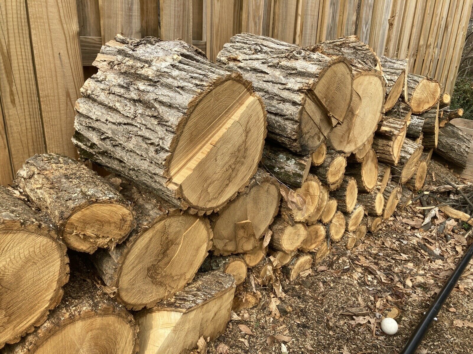 Firewood Chinese Chestnut Rounds Wood - Fresh Stock Dated December 2025