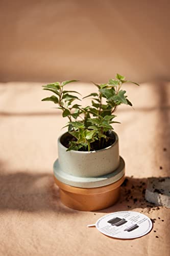 Paddywax Folia Soy Wax Scented Candle, 11.5-Ounce Ceramic-Jar Candle Holder, Salt & Sage